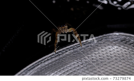 Brazilian Jumping Spider 73279874