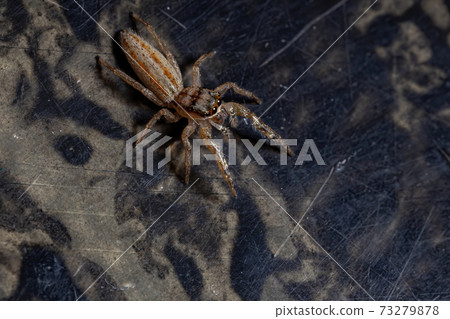 Brazilian Jumping Spider 73279878