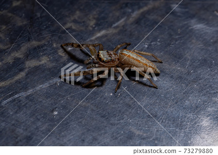 Brazilian Jumping Spider 73279880