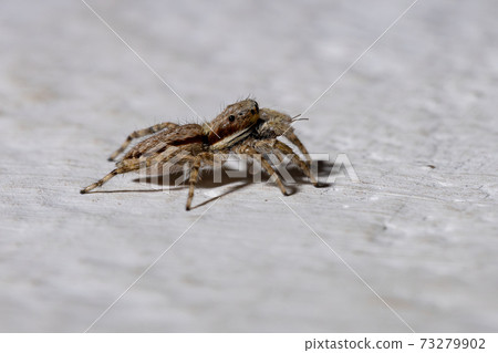 Gray Wall Jumping Spider 73279902