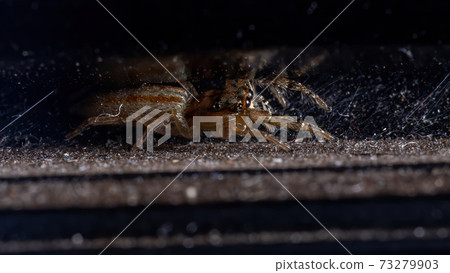 Brazilian Jumping Spider 73279903