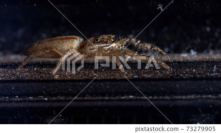 Brazilian Jumping Spider 73279905