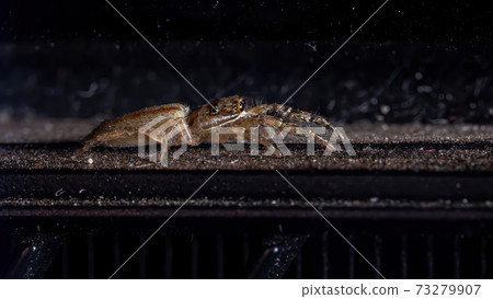 Brazilian Jumping Spider 73279907