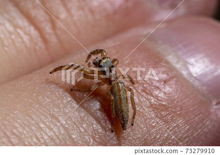 Brazilian Jumping Spider 73279910