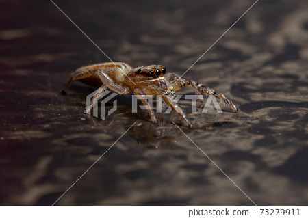 Brazilian Jumping Spider 73279911