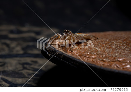 Brazilian Jumping Spider 73279913