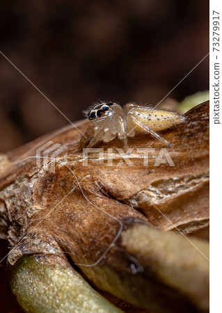 Small Jumping spider Small Jumping spider 73279917