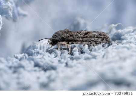 Brazilian Tufted Moth 73279931