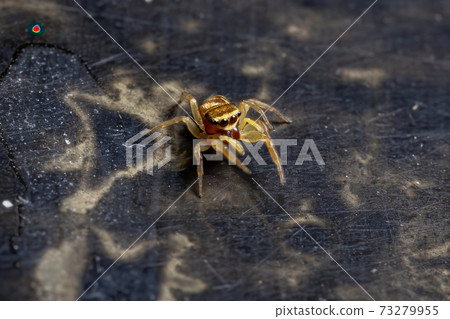 Yellow Jumping Spider 73279955