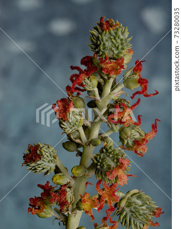 Brazilian Mamona in close-up 73280035