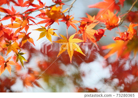 Japanese maple leaves Japanese maple leaves 73280365