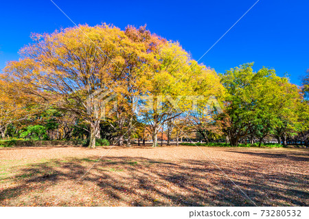 Autumn leaves of Tokyo Kashiwa Park Autumn leaves of Tokyo Kashiwa Park 73280532