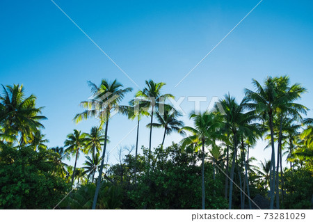 [Taha'a / Tahaa] Palm trees 73281029