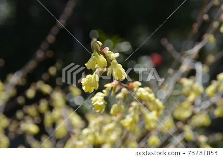 春天的花朵：日向山茱萸 1 73281053