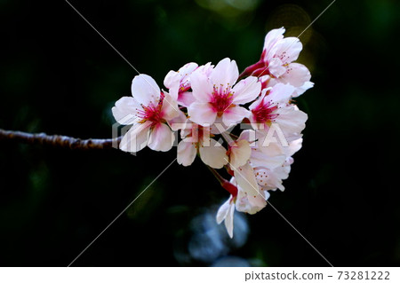 Yoshino cherry tree full bloom Yoshino cherry tree full bloom 73281222