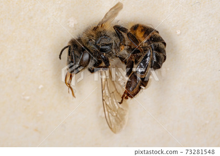Western Honey Bee Western Honey Bee 73281548