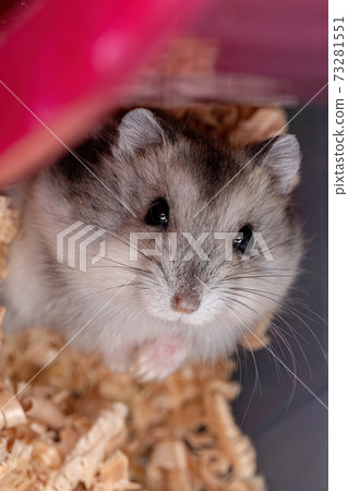Campbell's dwarf hamste Campbell's dwarf hamste 73281551