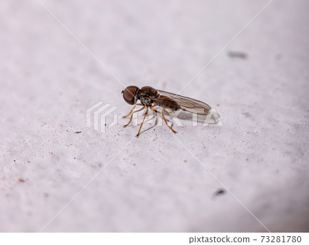 Big headed Fly Big headed Fly 73281780