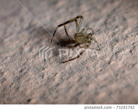 Brazilian Lynx spider 73281782