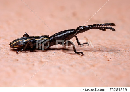 Straight snouted Weevil 73281819