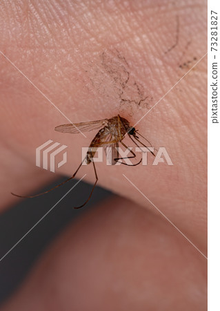 Adult Culicine Mosquitoe Adult Culicine Mosquitoe 73281827