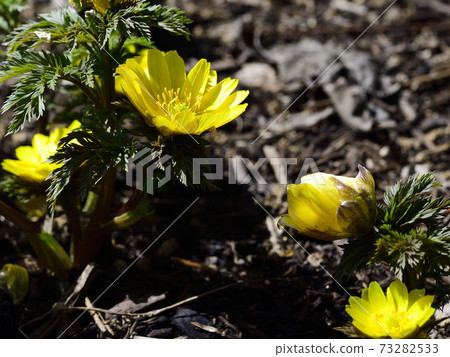 New Year's celebration flower Amur adonis has bloomed. @ Home New Year celebration flower Amur adonis has bloomed. @ Home garden, Sakai city, Osaka prefecture New Year's celebration flower Amur adonis has bloomed. @ Home New Year celebration flower Amur adonis has bloomed. @ Home garden, Sakai city, Osaka prefecture 73282533