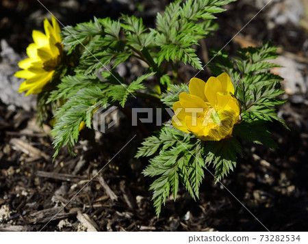 New Year's celebration flower Amur adonis has bloomed. @ Home New Year celebration flower Amur adonis has bloomed. @ Home garden, Sakai city, Osaka prefecture 73282534