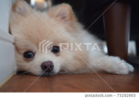 Pomeranian lying on the wall 73282603