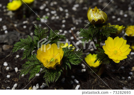 New Year's celebration flower Amur adonis has bloomed. @ Home New Year celebration flower Amur adonis has bloomed. @ Home garden, Sakai city, Osaka prefecture New Year's celebration flower Amur adonis has bloomed. @ Home New Year celebration flower Amur adonis has bloomed. @ Home garden, Sakai city, Osaka prefecture 73282693