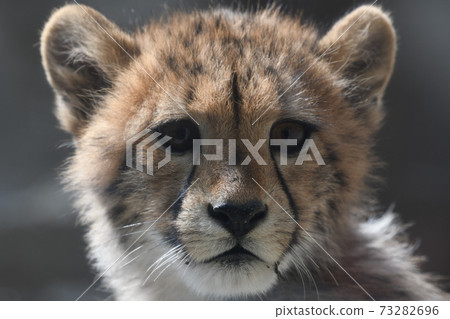 Cheetah 181 73282696