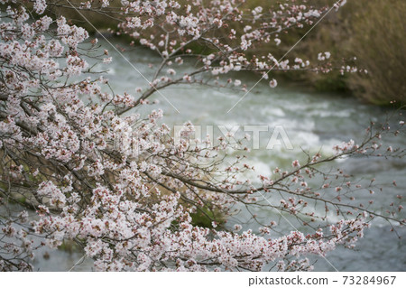 廣島縣三重市三原川千本櫻 73284967