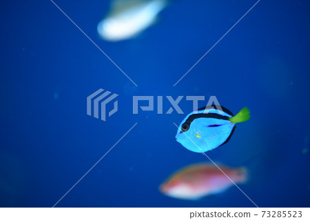 南陽川ha的幼魚 南陽川ha的幼魚 73285523