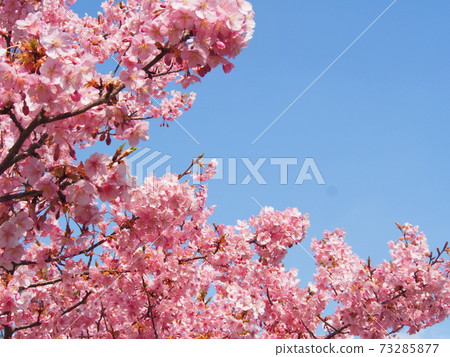 Blue sky and Kawazu cherry blossoms copy space Blue sky and Kawazu cherry blossoms copy space 73285877