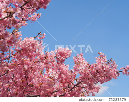 Blue sky and Kawazu cherry blossoms copy space Blue sky and Kawazu cherry blossoms copy space 73285879