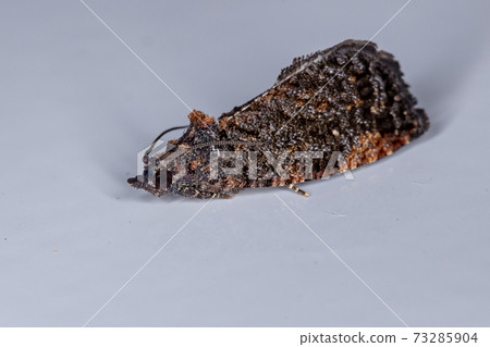 Olethreutine Leafroller Moth 73285904