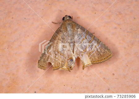 Adult Underwing moth Adult Underwing moth 73285906