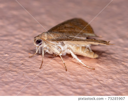 Adult Underwing moth Adult Underwing moth 73285907