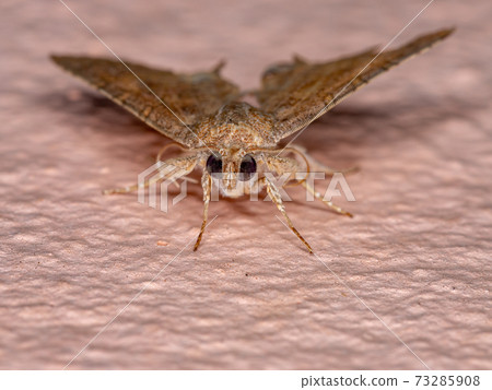 Adult Underwing moth Adult Underwing moth 73285908
