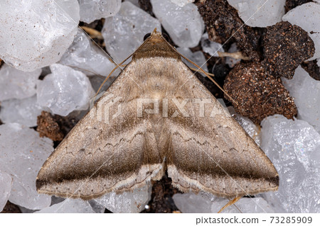 Brown Underwing Moth Brown Underwing Moth 73285909