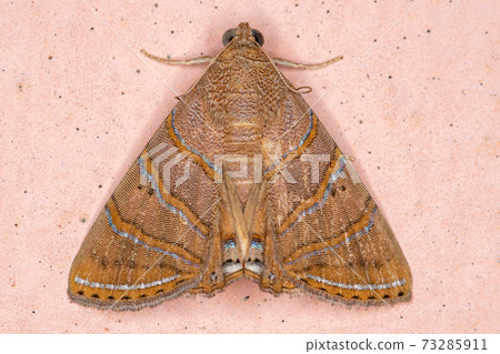 Adult Underwing moth Adult Underwing moth 73285911