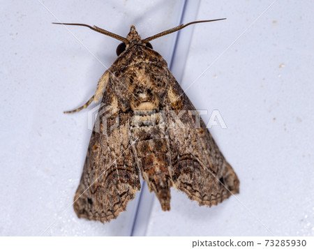 Brown Euteliid Moth Brown Euteliid Moth 73285930