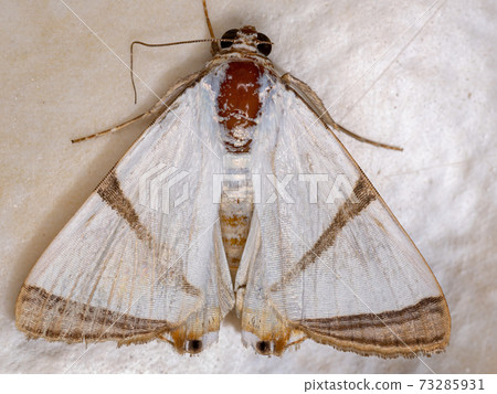 White Underwing moth White Underwing moth 73285931