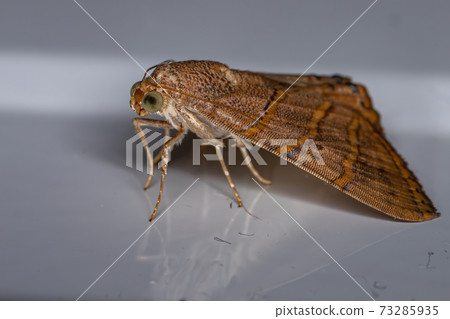 Adult Underwing moth 73285935