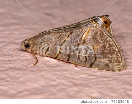 Brown Underwing moth Brown Underwing moth 73285948