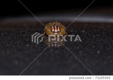Small Jumping Spider Small Jumping Spider 73285950