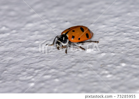 Convergent Lady Beetle 73285955