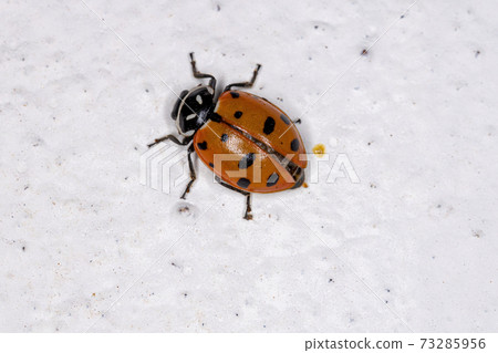 Convergent Lady Beetle 73285956
