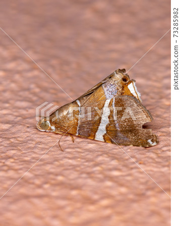 Adult Underwing moth Adult Underwing moth 73285982