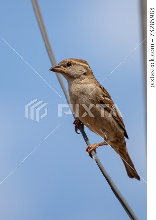 Adult House Sparrow 73285983