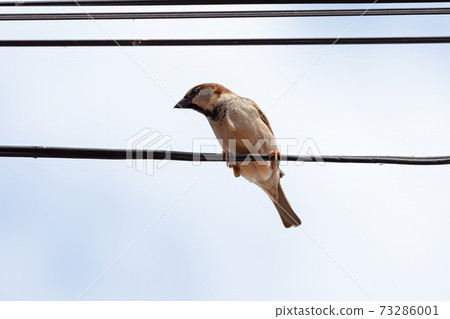 Adult House Sparrow Adult House Sparrow 73286001